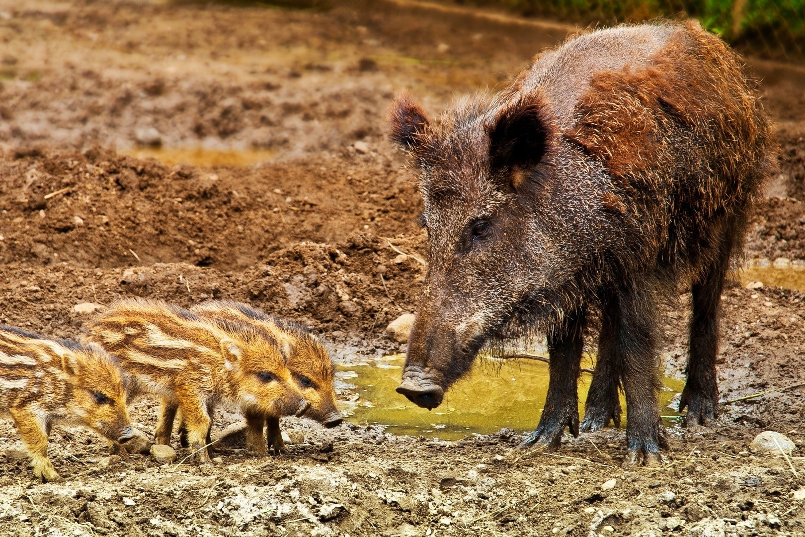 JAGDREVIER ZU VERKAUFEN IN ITALIEN